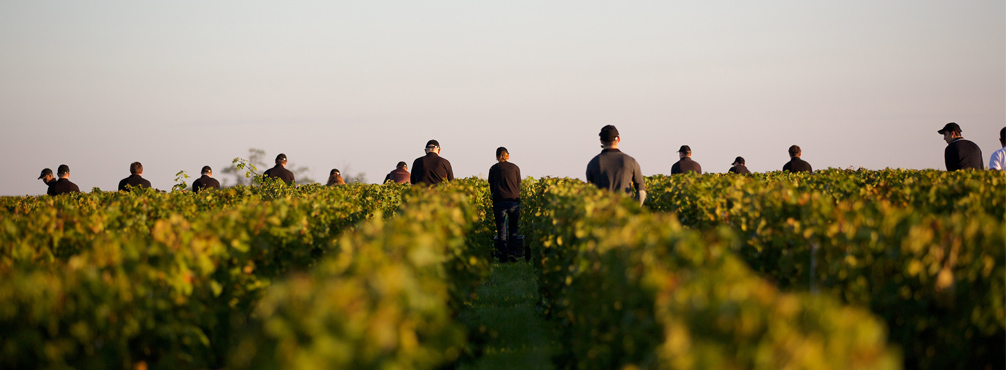 Recrutement vendangeurs grape pickers